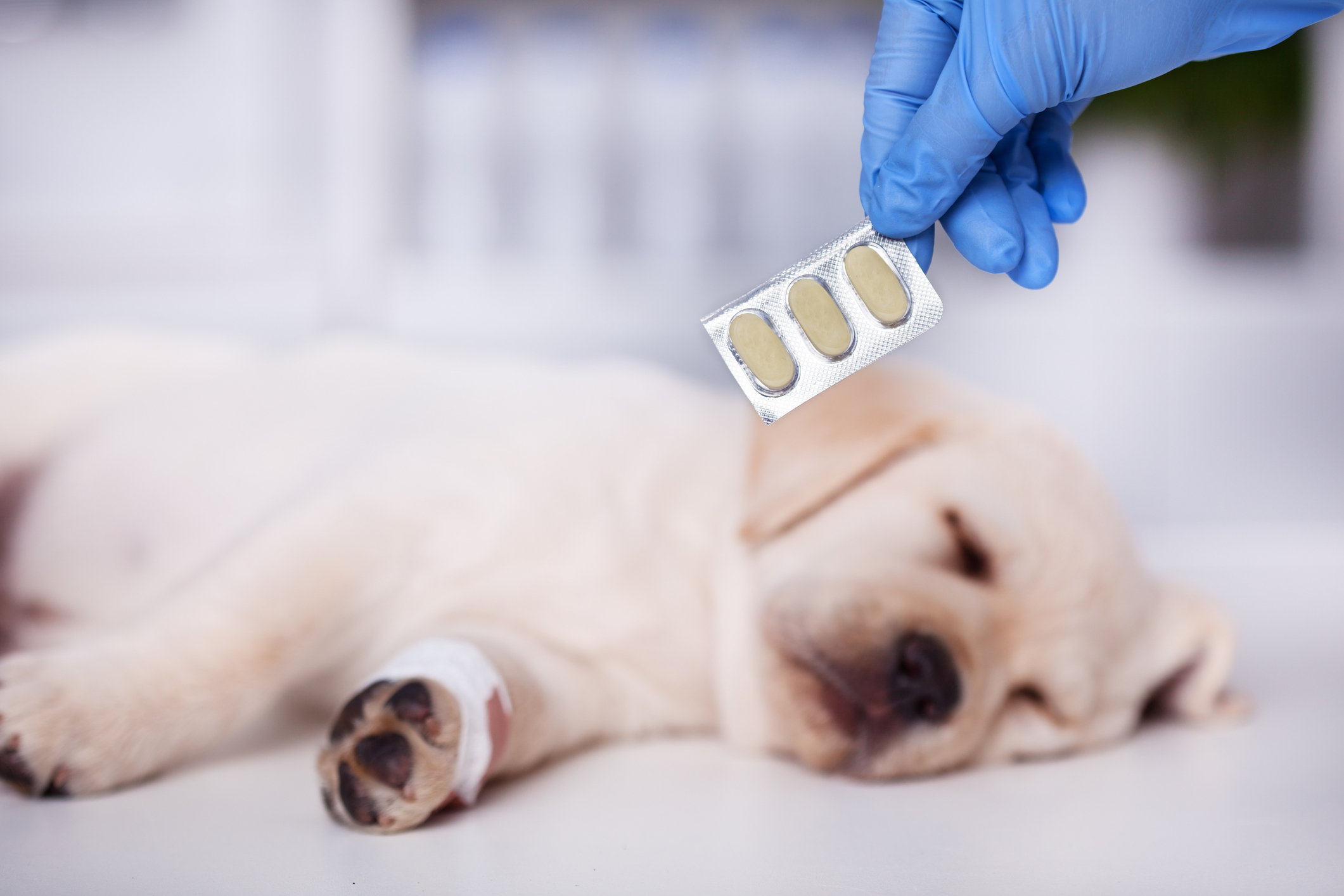 Paracetamol para perro: ¿se puede o no se puede dar? | Patas en Casa